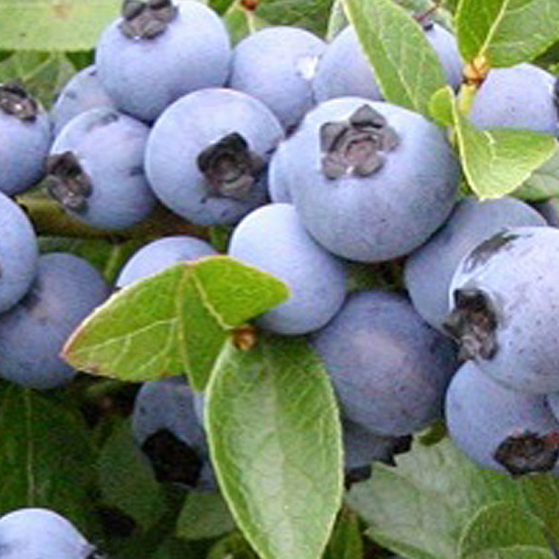 Heidelbeere (Vaccinium corymbosum) POLARIS