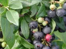 Blueberry (Vaccinium angustifolium) PUTTE - Tutifruti, s.r.o.