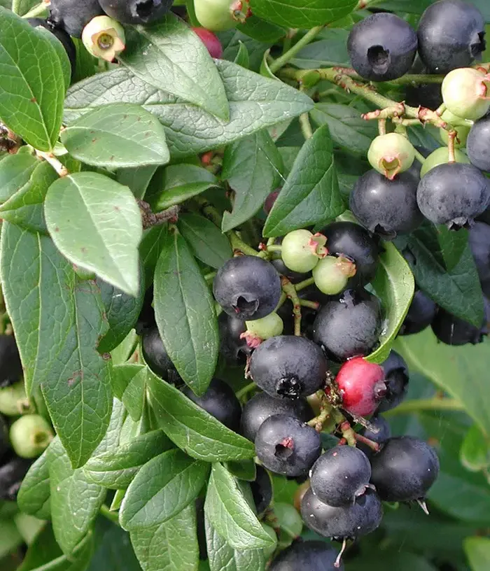 Blueberry (Vaccinium angustifolium) PUTTE - Tutifruti, s.r.o.