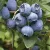 Blueberries