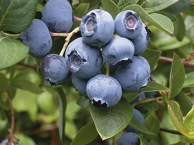 Heidelbeere (Vaccinium corymbosum) REKA®