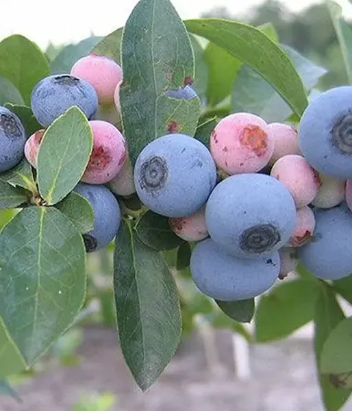 Heidelbeere (Vaccinium virgatum)  GARDEN BLUE