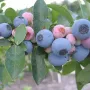 Čučoriedka (Vaccinium virgatum) TIFBLUE