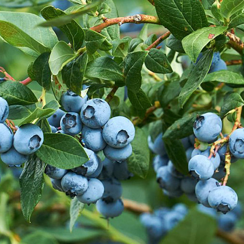 Heidelbeere (Vaccinium corymbosum) TOP HAT