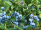 Heidelbeere (Vaccinium corymbosum) TOP HAT