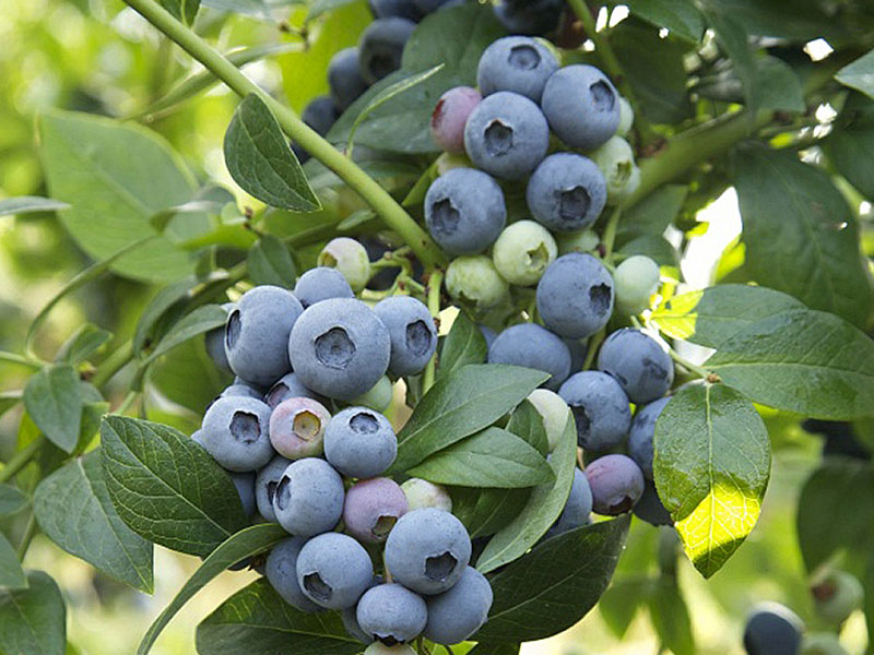 Heidelbeere (Vaccinium corymbosum) TORO