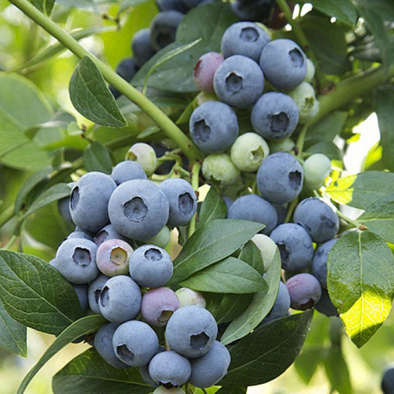 Heidelbeere (Vaccinium corymbosum) TORO