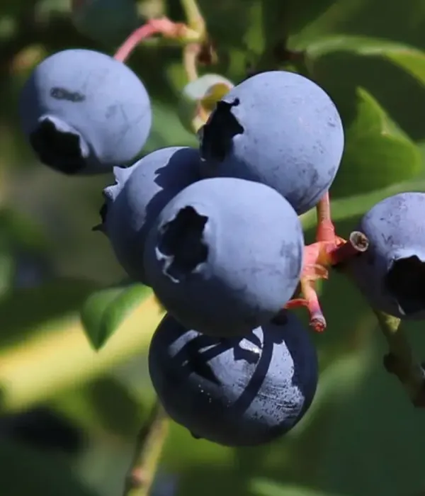 Blueberry (Vaccinium corymbosum x Vaccinium darrowii) CAROLINE®