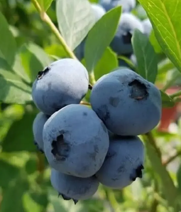 Blueberry (Vaccinium corymbosum x Vaccinium darrowii) GULF COAST