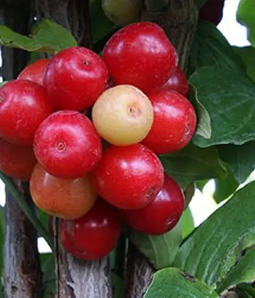 Kornelkirsche (Cornus mas) JULIUSZ