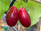 Kornelkirsche (Cornus mas) KAZALNAK - Tutifruti SK