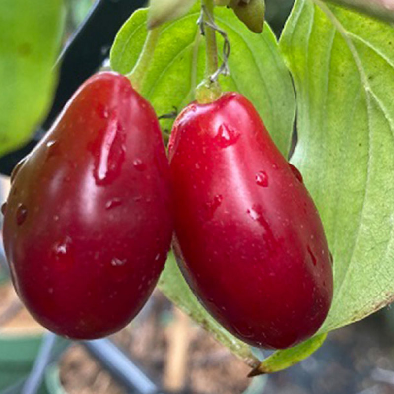 Kornelkirsche (Cornus mas) KAZALNAK