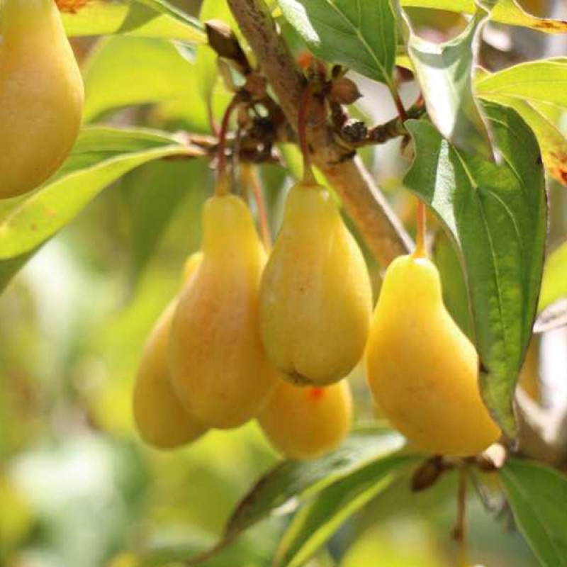 Kornelkirsche (Cornus mas) NEZNYJ