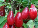 Drieň obyčajný (Cornus mas) PERVENETS - Tutifruti SK