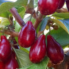 Kornelkirsche (Cornus mas) PIONEER