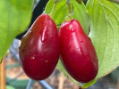 Kornelkirsche (Cornus mas) BOLESTRASZYCKI® - Tutifruti SK