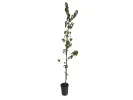 Kornelkirsche (Cornus mas) KRESOWIAK - Tutifruti SK