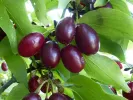 Kornelkirsche (Cornus mas) FRUITFUL - Tutifruti SK