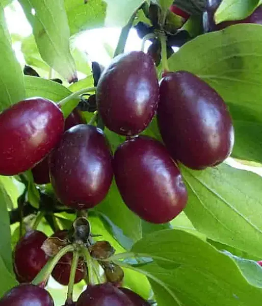 Kornelkirsche (Cornus mas) FRUITFUL