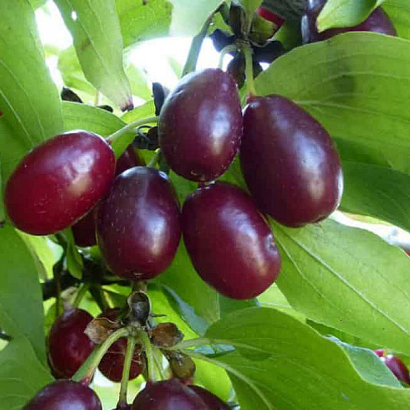 Kornelkirsche (Cornus mas) FRUITFUL