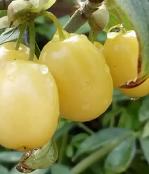 Kornelkirsche (Cornus mas) JANTARNYJ