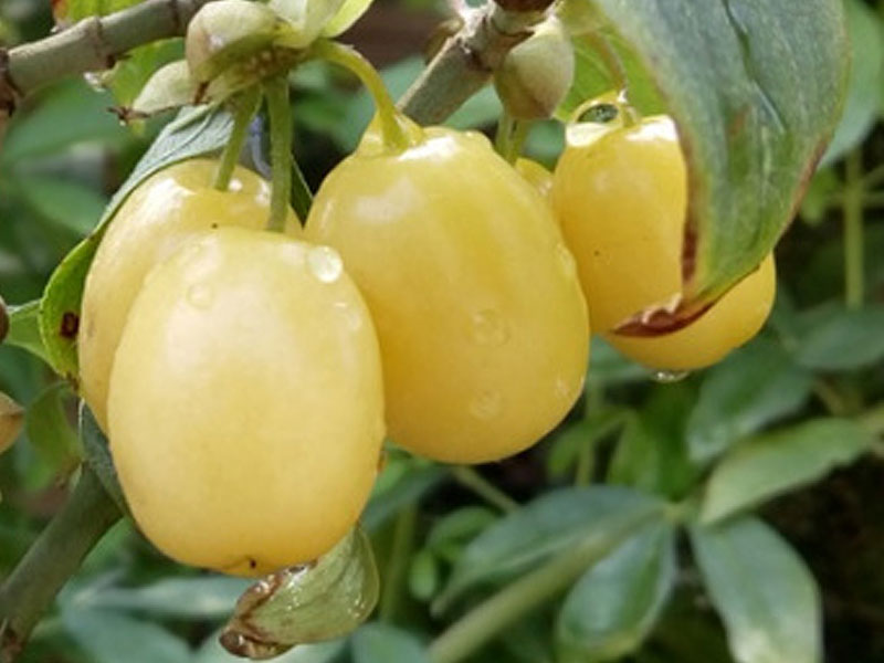 Kornelkirsche (Cornus mas) JANTARNYJ