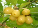 Kornelkirsche (Cornus mas) ALJOSA - Tutifruti SK