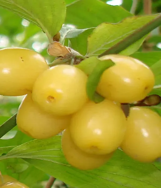 Kornelkirsche (Cornus mas) ALJOSA