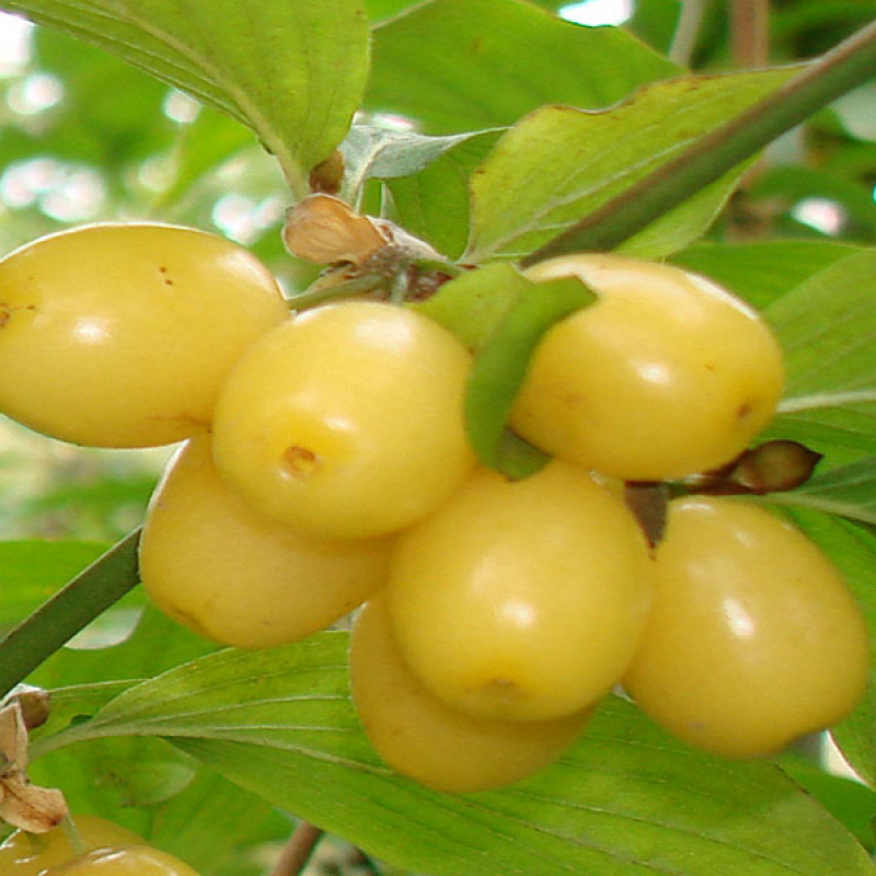 Kornelkirsche (Cornus mas) ALJOSA