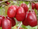 Drieň obyčajný (Cornus mas) YEVGENIA - Tutifruti SK