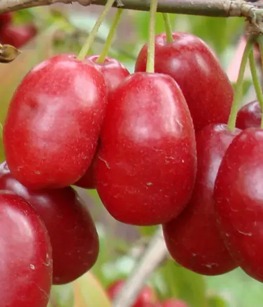 Kornelkirsche (Cornus mas) YEVGENIA