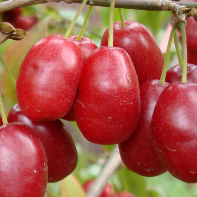 Kornelkirsche (Cornus mas) YEVGENIA