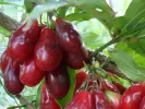 Kornelkirsche (Cornus mas) KOSTIA - Tutifruti SK