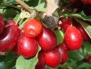 Kornelkirsche (Cornus mas) KRESOWIAK - Tutifruti SK