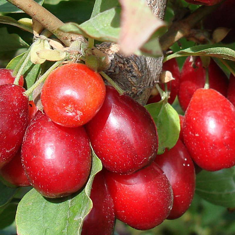 Kornelkirsche (Cornus mas) YELENA