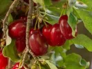 Kornelkirsche (Cornus mas) MARCELI - Tutifruti SK