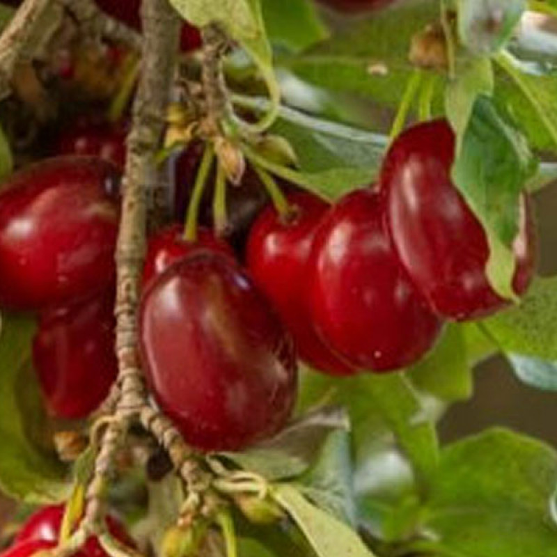 Kornelkirsche (Cornus mas) MARCELI