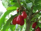 Kornelkirsche (Cornus mas) NIKOLKA - Tutifruti SK