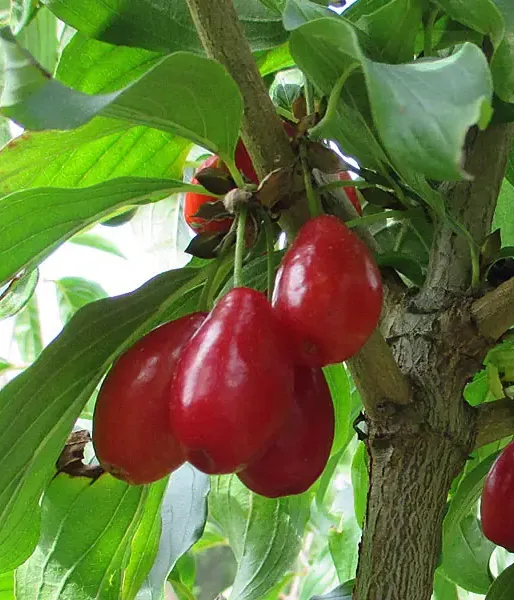 Kornelkirsche (Cornus mas) NIKOLKA