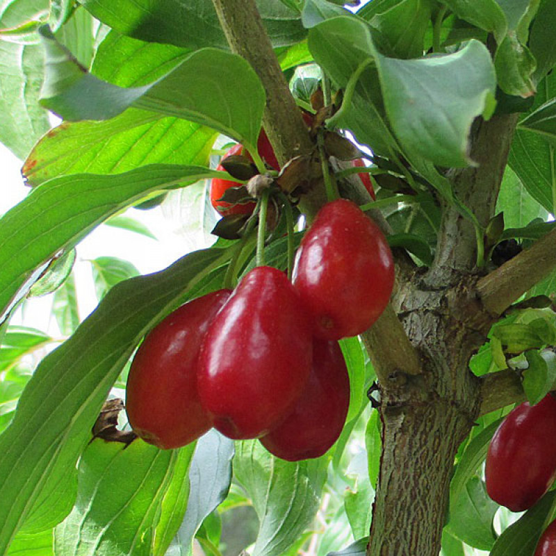 Kornelkirsche (Cornus mas) NIKOLKA