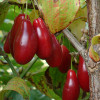 Kornelkirsche (Cornus mas) DUBLANY