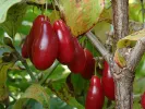 Cornelian Cherry Dogwood (Cornus mas) DUBLANY - Tutifruti SK