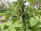 Kornelkirsche (Cornus mas) NIKOLKA - Tutifruti SK