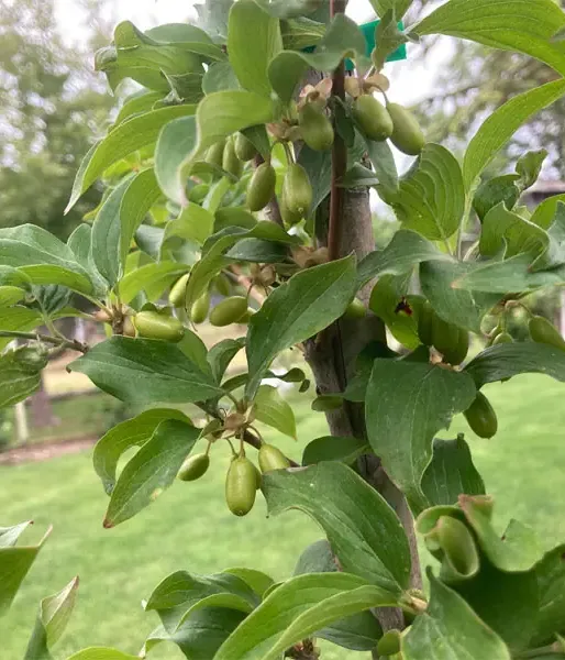 Kornelkirsche (Cornus mas) NIKOLKA - Tutifruti SK