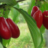 Kornelkirsche (Cornus mas) PACOSZKI