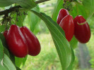 Kornelkirsche (Cornus mas) PACOSZKI - Tutifruti SK