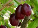 Kornelkirsche (Cornus mas) MATADOR - Tutifruti SK