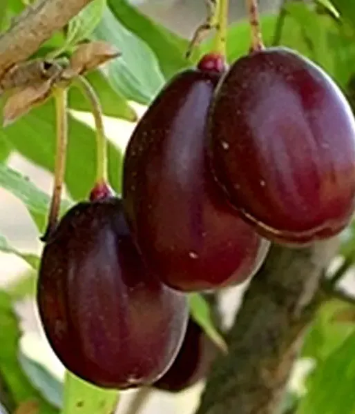 Kornelkirsche (Cornus mas) MATADOR