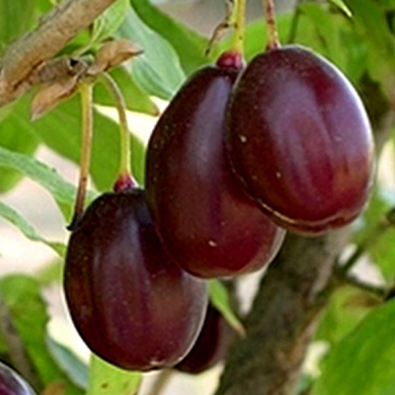 Kornelkirsche (Cornus mas) MATADOR