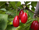 Kornelkirsche (Cornus mas) SCHÖNBRUNNER GOURMET